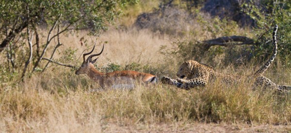 Camp Pan male leoaprd hunting impala at Londolozi in the Kruger Park