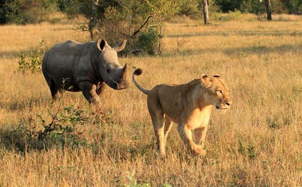 Rhino chases lioness