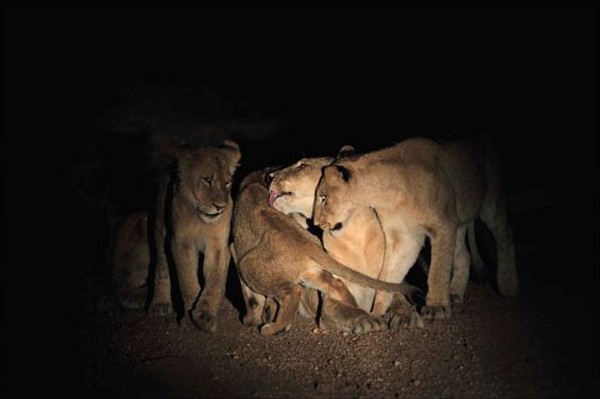 Ximungwe lion cubs