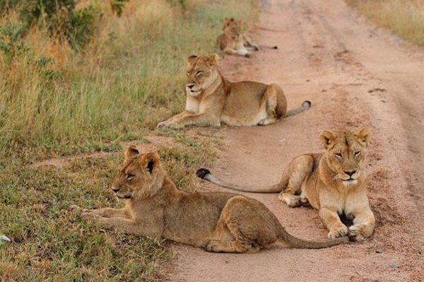 Ximungwe lions resing in the road