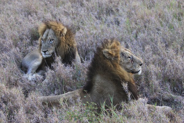 nThambo Lions