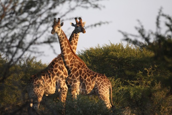 Giraffe at nThambo