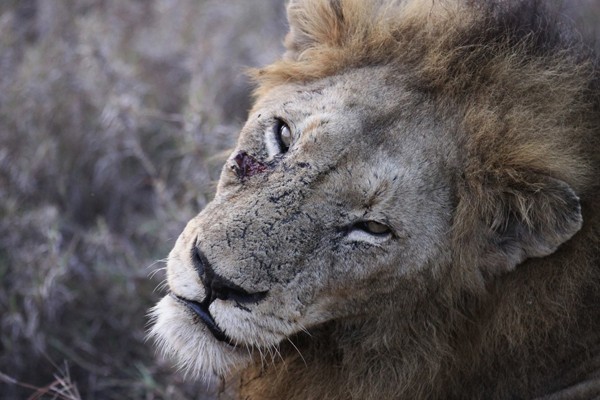 Lion at nThambo