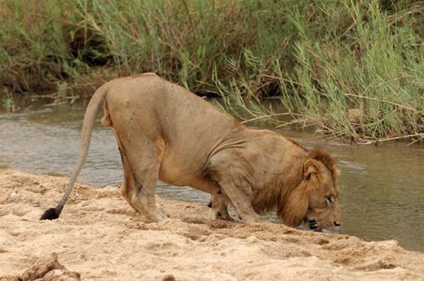 Southern Male lion drinking