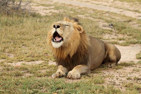 Southern Male lion roaring