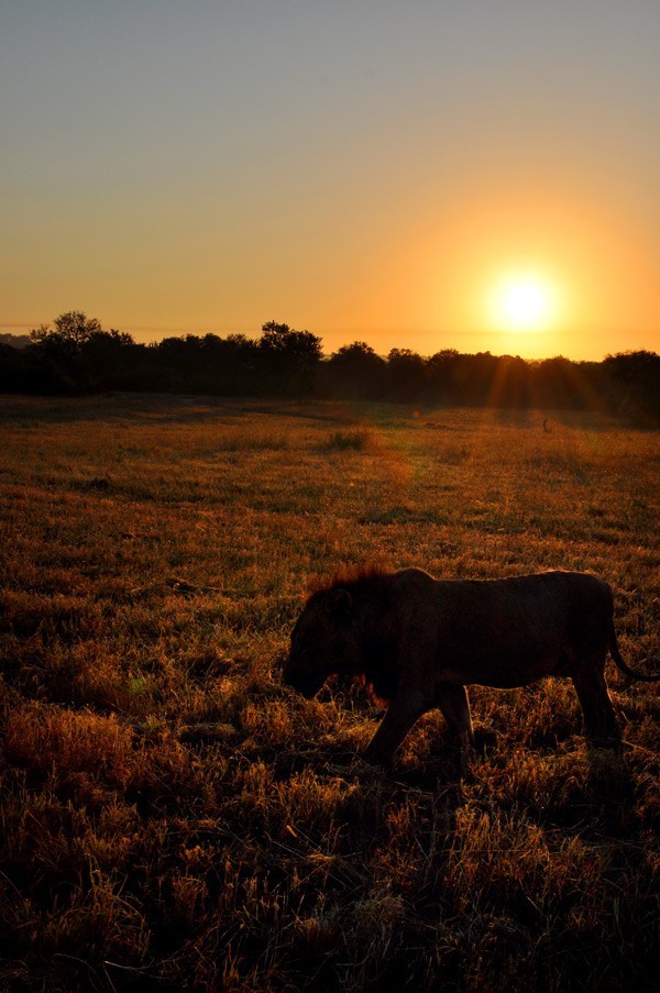 A lion leaves the Umkumbe pan and walks back towards its kill at sunset
