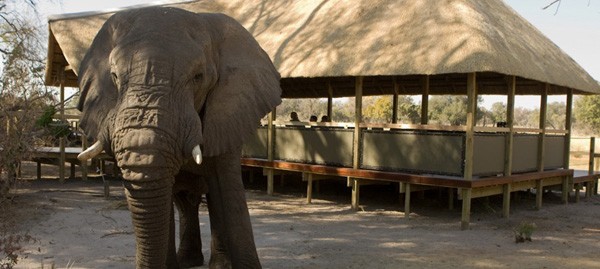 A bull elephant in camp at Chitabe Lediba