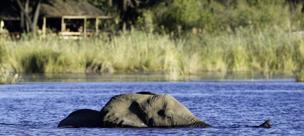 An elephant crosses the channel in front of camp at DumaTau
