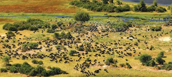 Buffalo Herd in the Delta, Botswana
