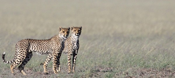 Cheetah enjoy the open plains in the Central Kalahari Game Reserve