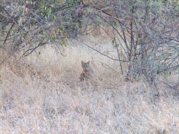 African Wild Cat at Haina Kalahari Lodge