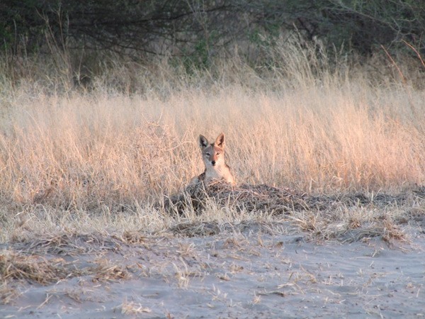 Black-backed jackal at Haina Kalahari Lodge