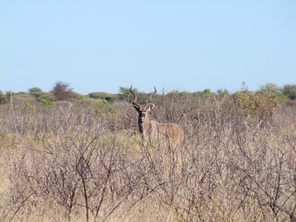 The Haina reserve is home to some very large kudu bulls