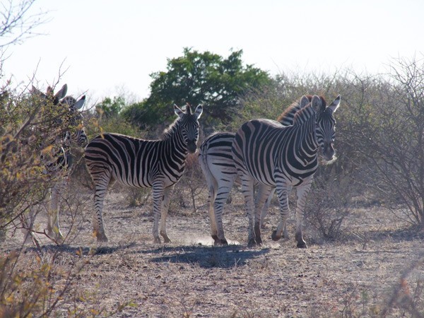 Zebra seen on game drive at Haina Kalahari Lodge