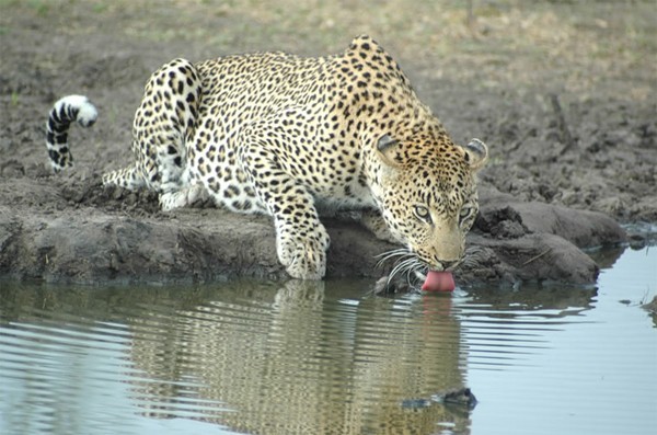 Leopard at Simbambili