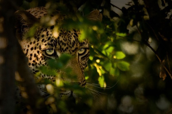 Leopards of Londolozi