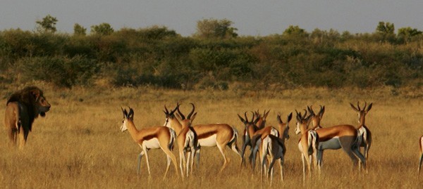 A herd of springbok carefully watched a black-maned lion in the Kalahari