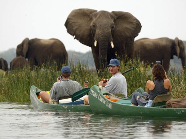 A close encounter with elephants on the Mana Canoe Trail