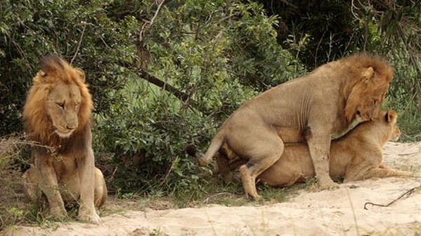 The mating continues. Lions can mate with short breaks for up to three days.