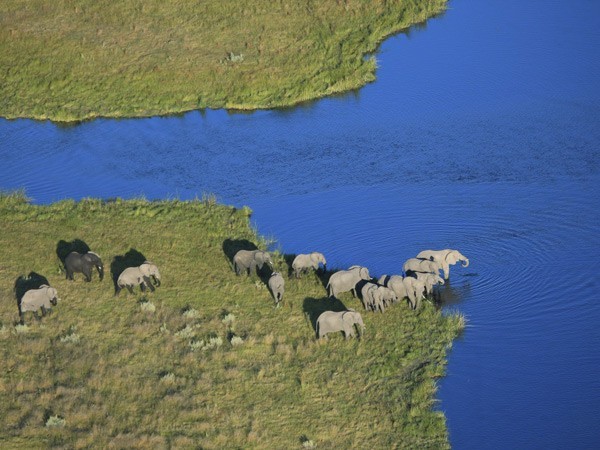 Elephants seen on your light air transfer into camp