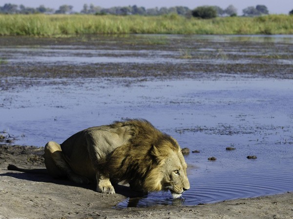 A lion drinking from the Selinda Spillway