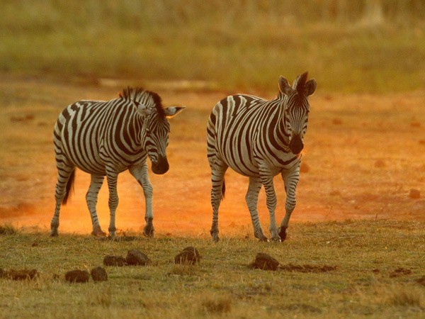 Large herds of zebra can be seen in the game-rich Selinda Reserve