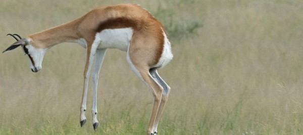 A springbok "pronking" in the Central Kalahari Game Reserve
