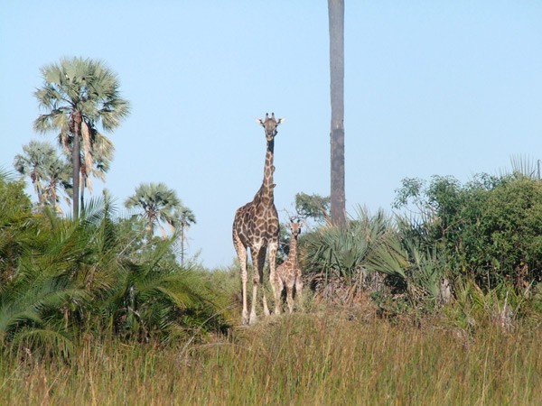 Girafffe seen a boating safari at Xigera Camp