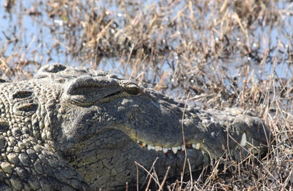 Crocodile in Botswana