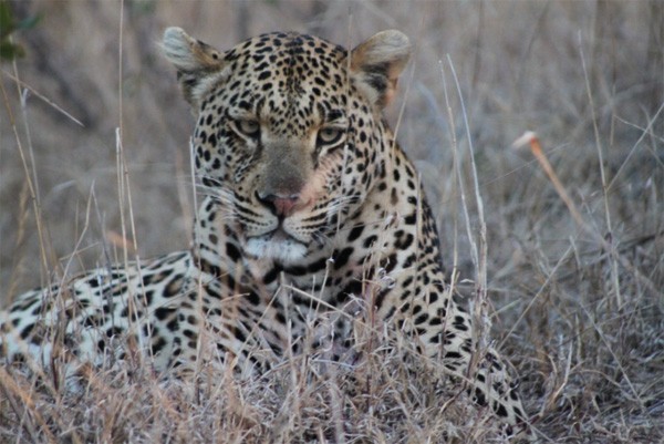 Leopard, one of the Big 5