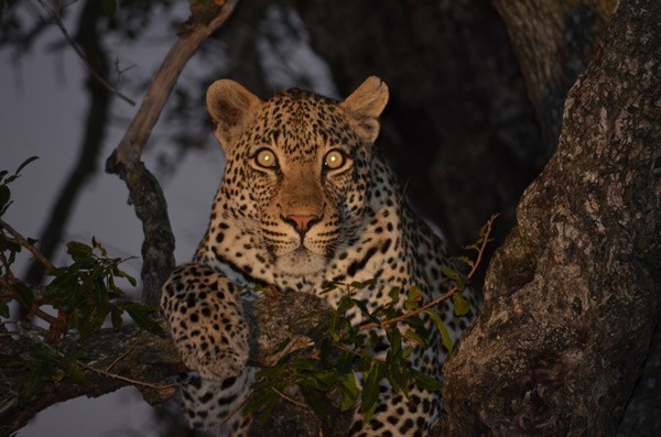 Leopard seen on a night drive at Sabi Sabi - guests own image