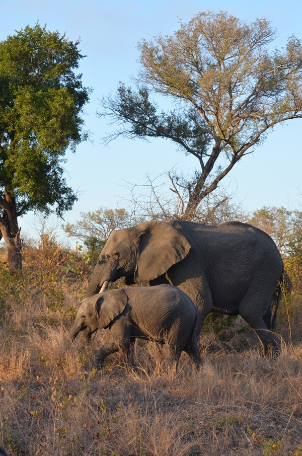 An elephant and calf seen on game drive at Sabi Sabi - guests own image