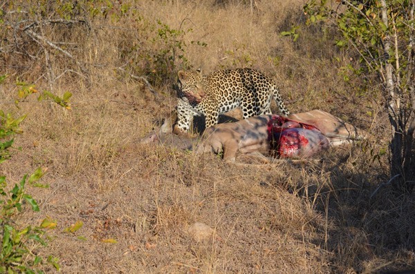 A leopard on a kudu kill at Sabi Sabi - guests own image