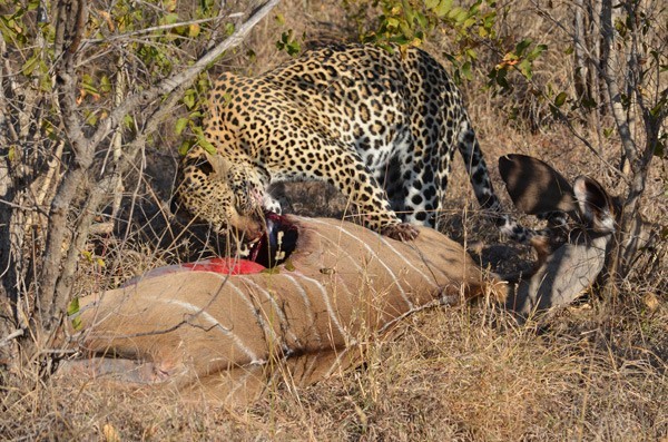 A leopard on a kudu kill at Sabi Sabi - guests own image