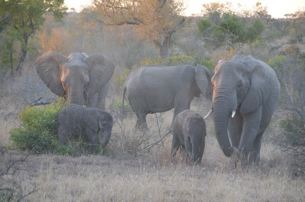 Elephants on game drive at Sabi Sabi - guests own image