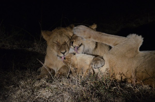 Lions seen on night drive at Sabi Sabi - guests own image