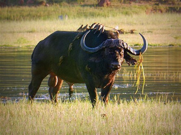 crocodile-buffalo