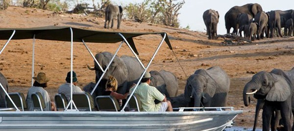 Game activities at Chobe Game Lodge include boat rides to watch the huge herds of elephants come to drink