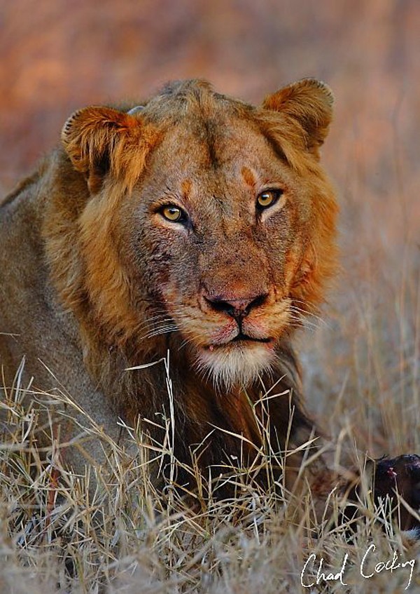 One of the "Ghost" lions that threatens the white lion cub - image by Chad Coking