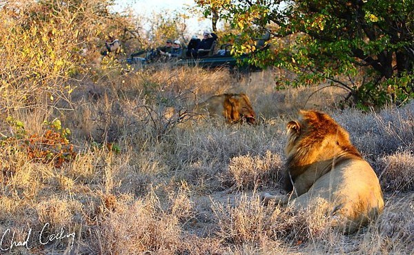 The "Ghost" lions finally seen on  a game drive by Chad Coking and his guests