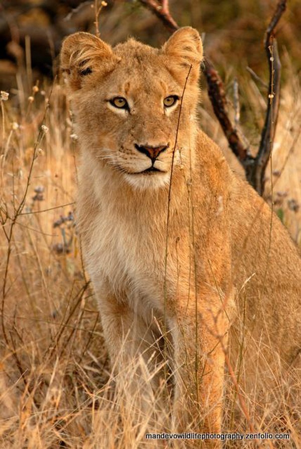 Ghost Male Lions Look To Take Over The Machaton Pride By Brett Thomson