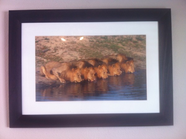 The Mapogo lions take pride of place in my home office!
