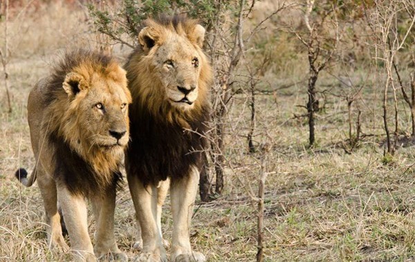 The remaining Mapogo Lions