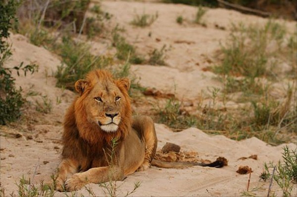 One of the Selati Males at Savanna Private Game Reserve