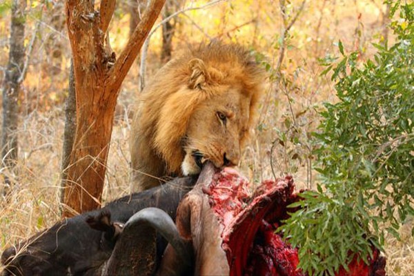 A Selati Male feeding on a buffalo carcass