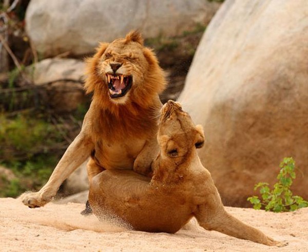 Even when it comes time for a little love Male Lions have a hard time!