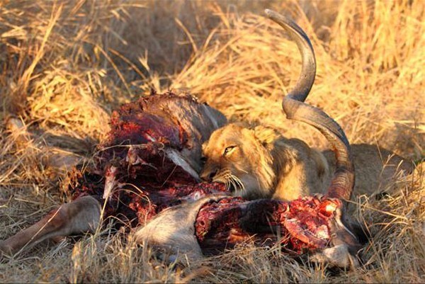 A Ximungwe lioness on a kudu kill