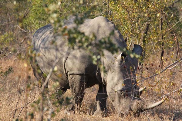 Rhino seen on a game drive at Simbambili Game Lodge