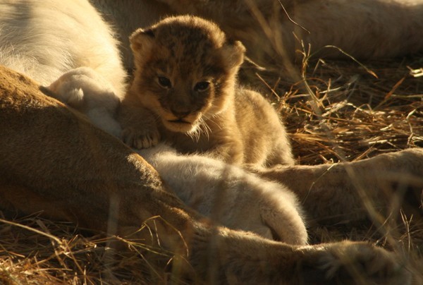 The tawny lion cubs stays close to Mom while the white lion cub suckles