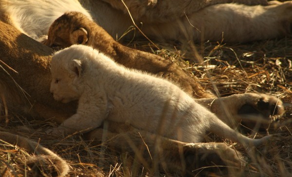 White lion cub at Africa on Foot and nThambo Tree Camp